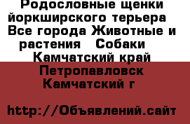 Родословные щенки йоркширского терьера - Все города Животные и растения » Собаки   . Камчатский край,Петропавловск-Камчатский г.